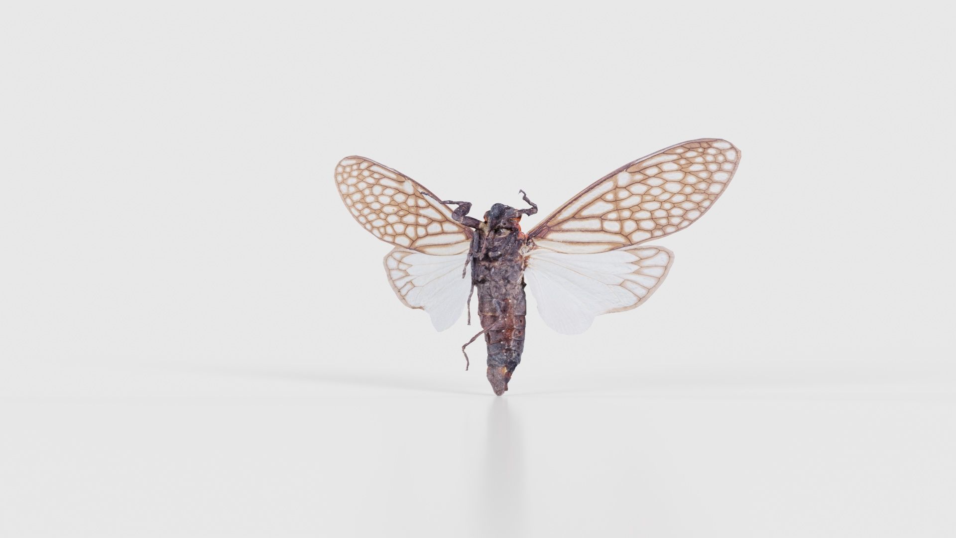 Ambragaena Palatinus China Low-poly 3D model_20
