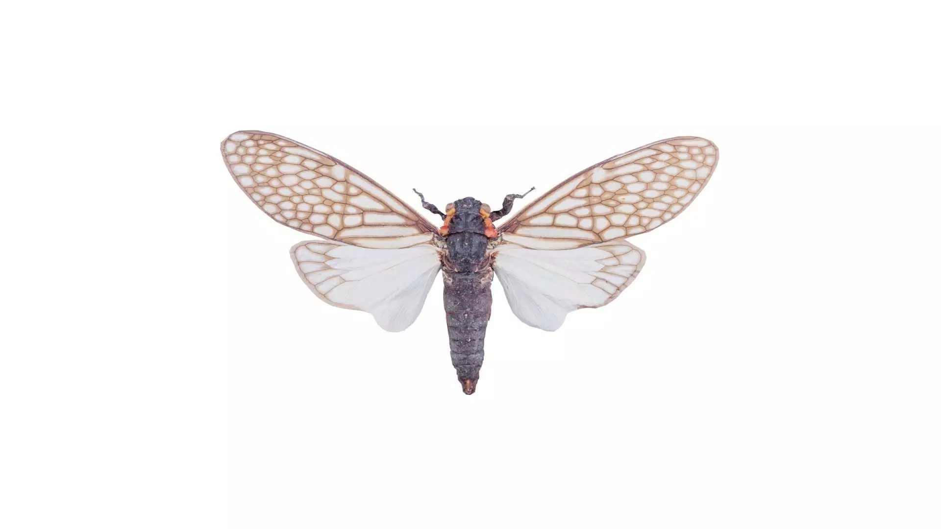 Ambragaena Palatinus China Low-poly 3D model_0