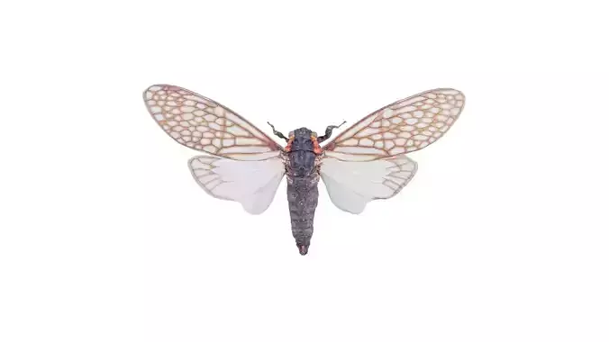 Ambragaena Palatinus China Low-poly 3D model