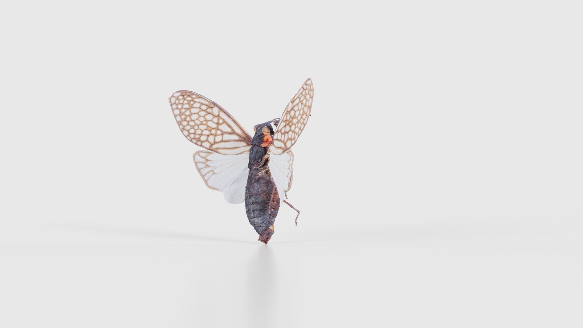 Ambragaena Palatinus China Low-poly 3D model_25