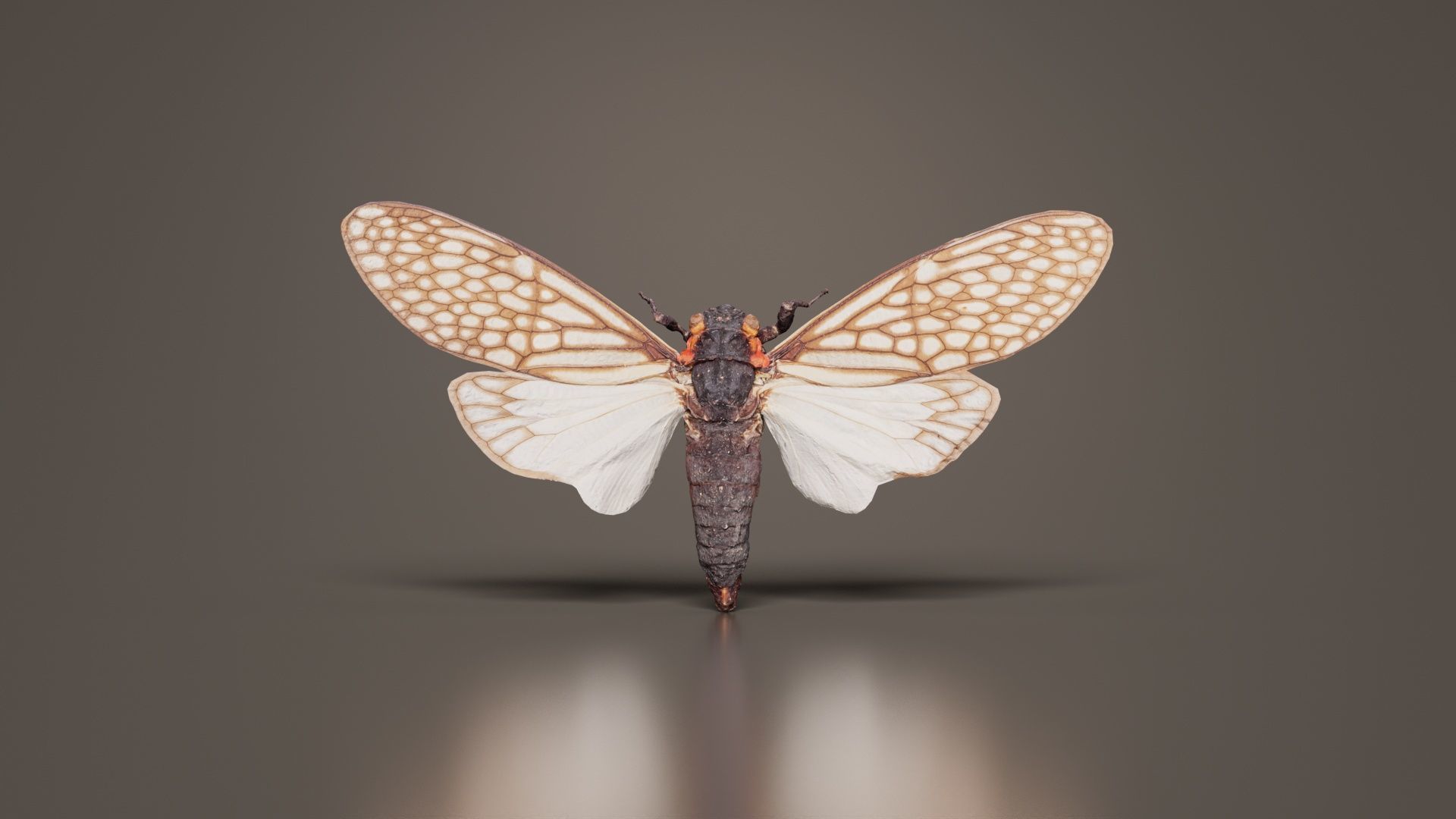 Ambragaena Palatinus China Low-poly 3D model_5