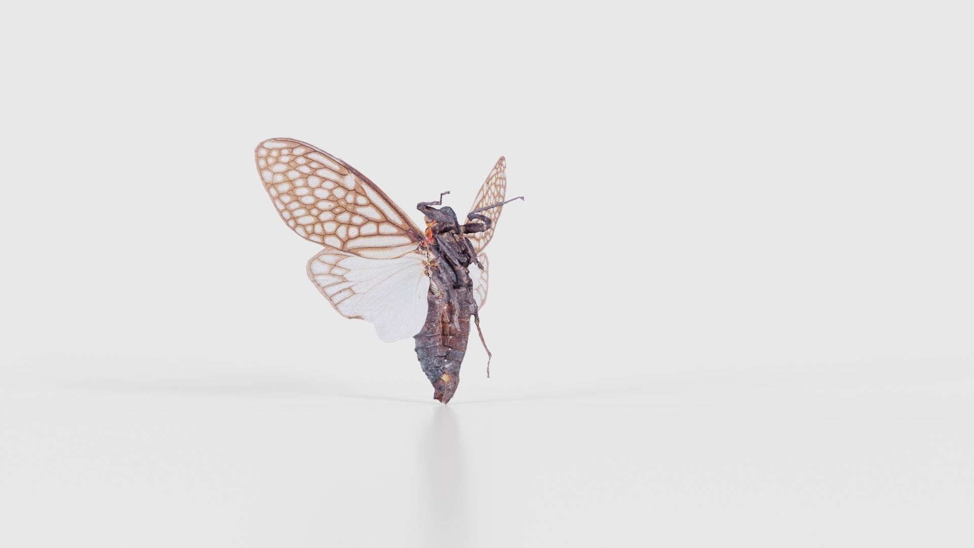 Ambragaena Palatinus China Low-poly 3D model_23