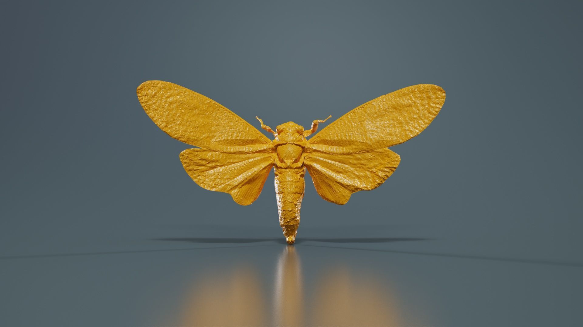 Ambragaena Palatinus China Low-poly 3D model_12