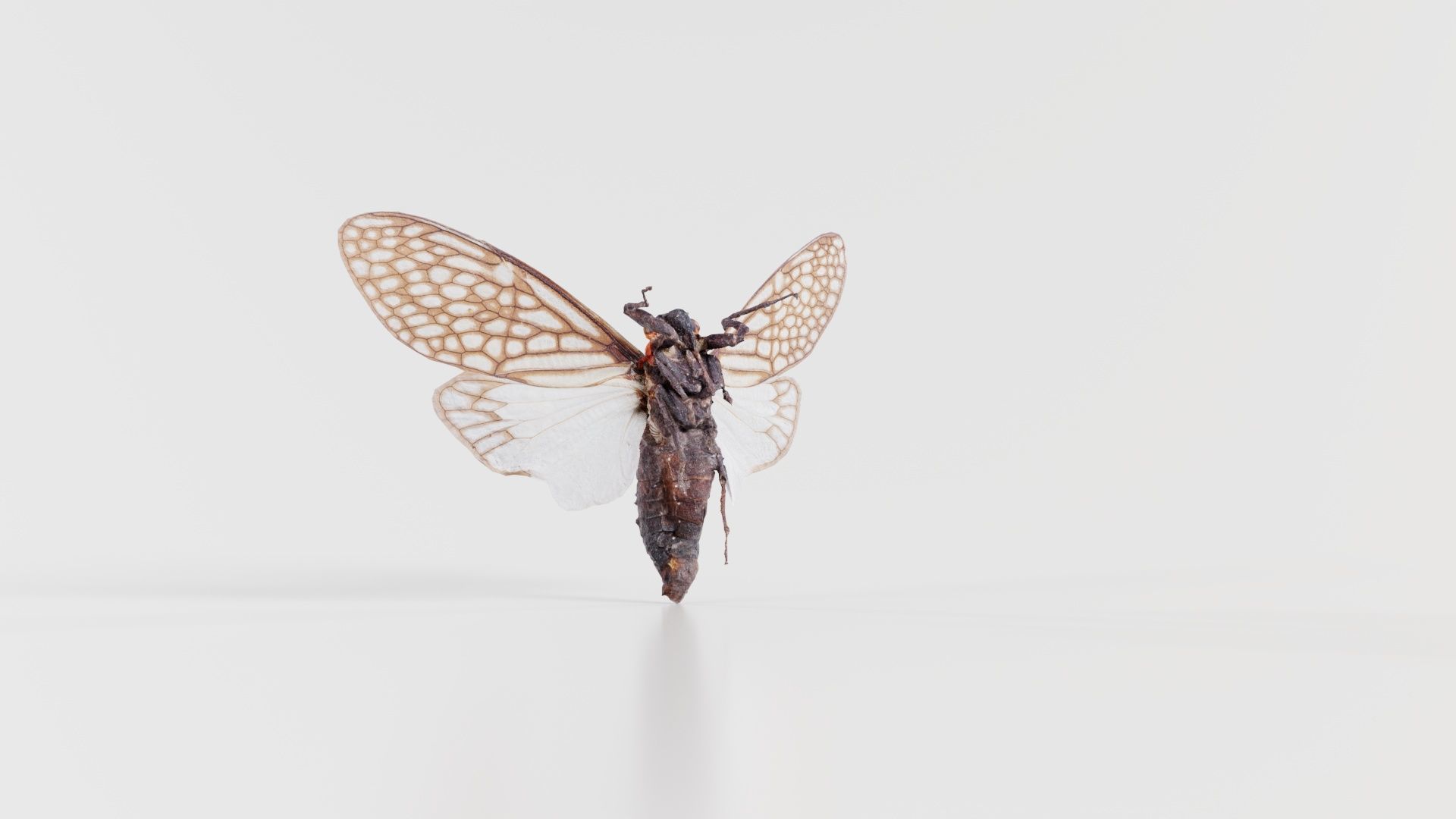 Ambragaena Palatinus China Low-poly 3D model_7