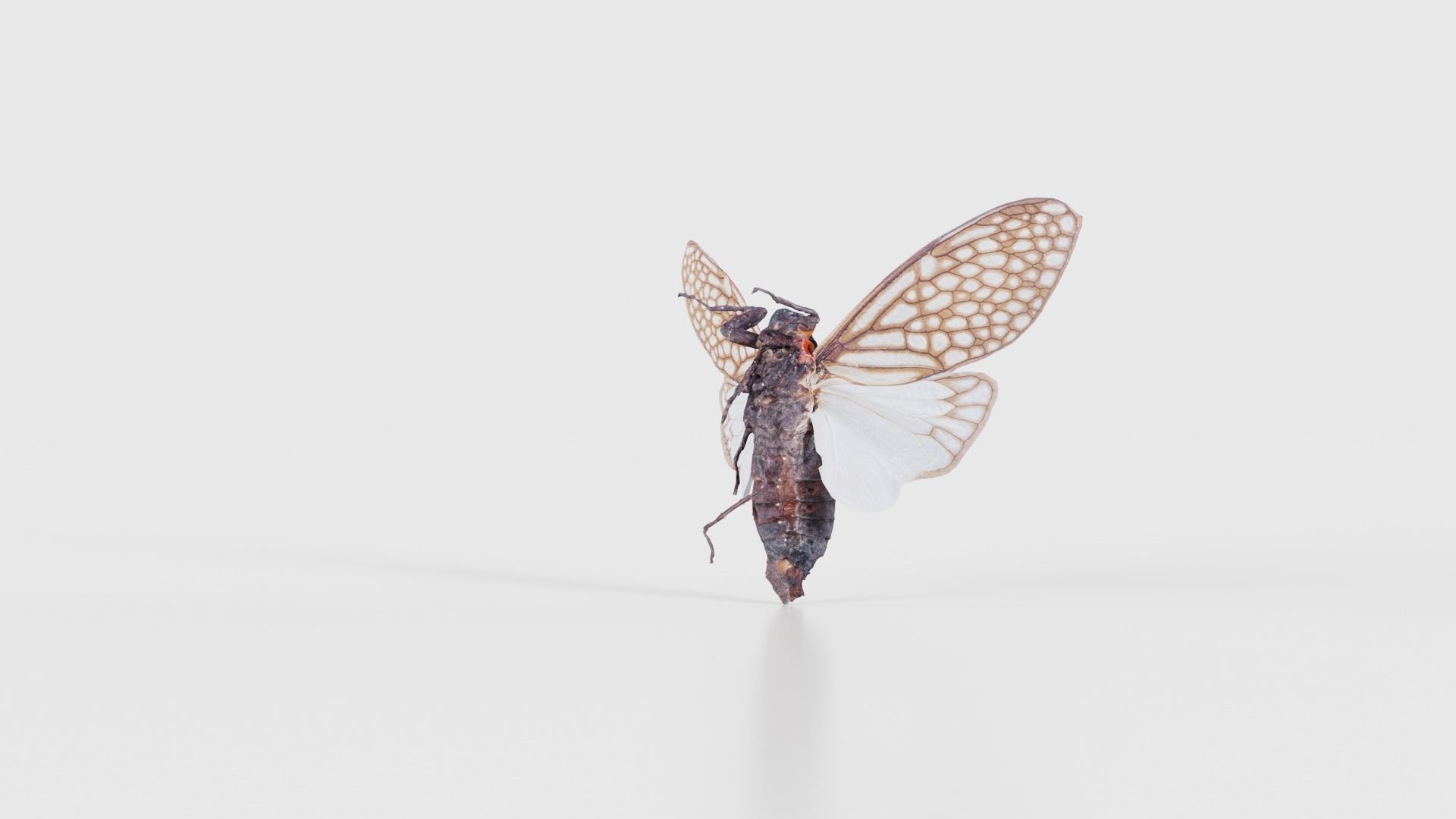 Ambragaena Palatinus China Low-poly 3D model_19