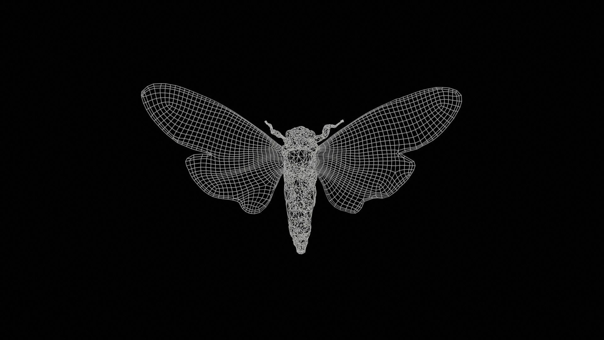 Ambragaena Palatinus China Low-poly 3D model_11