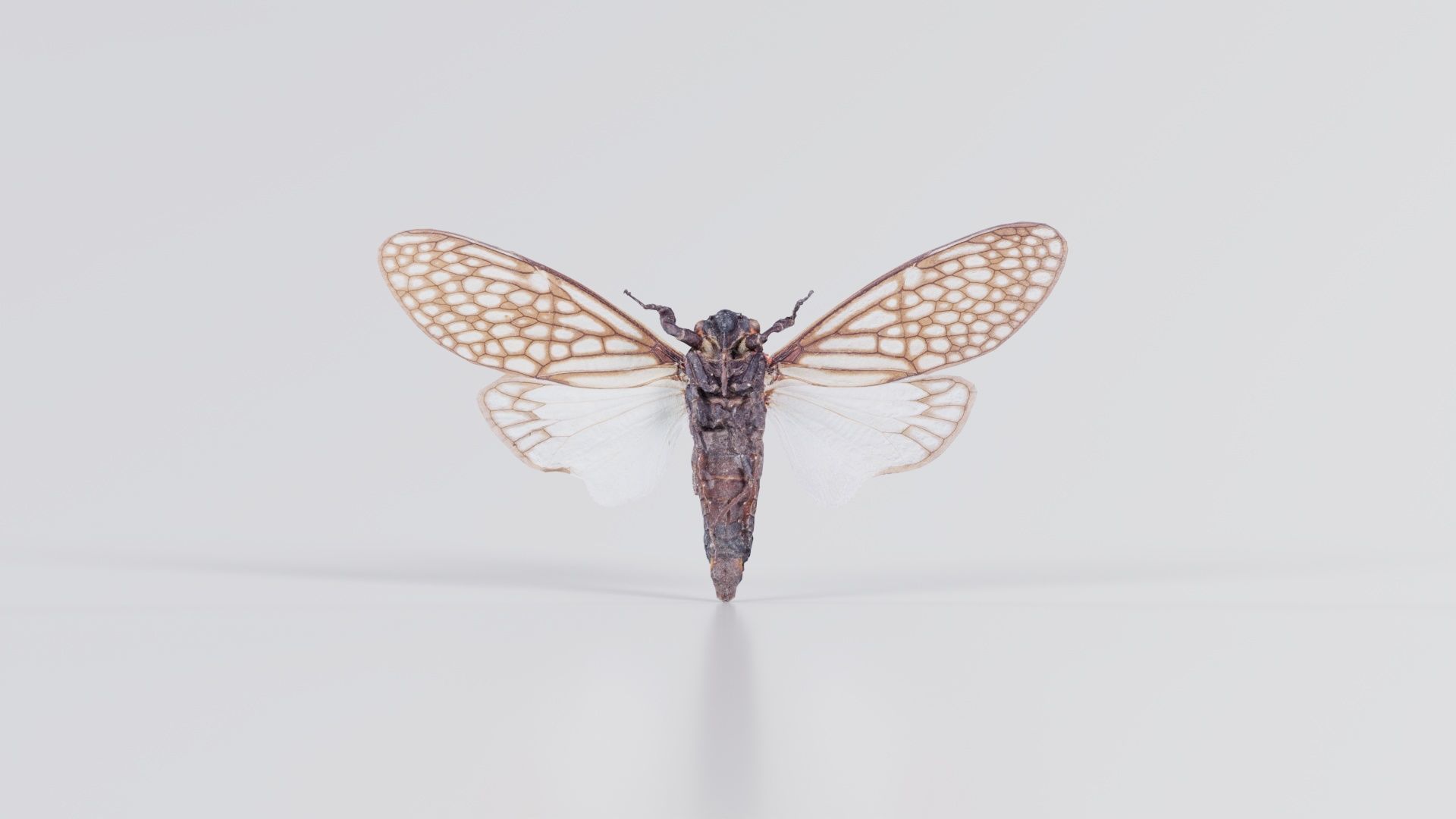 Ambragaena Palatinus China Low-poly 3D model_8