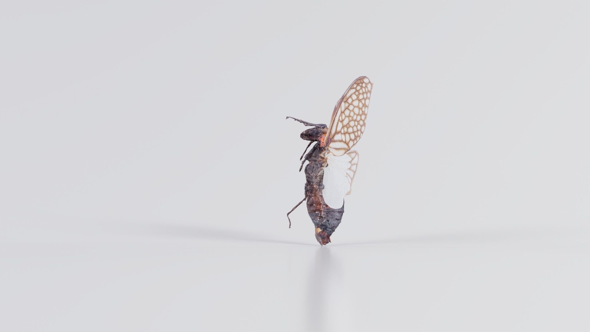 Ambragaena Palatinus China Low-poly 3D model_6