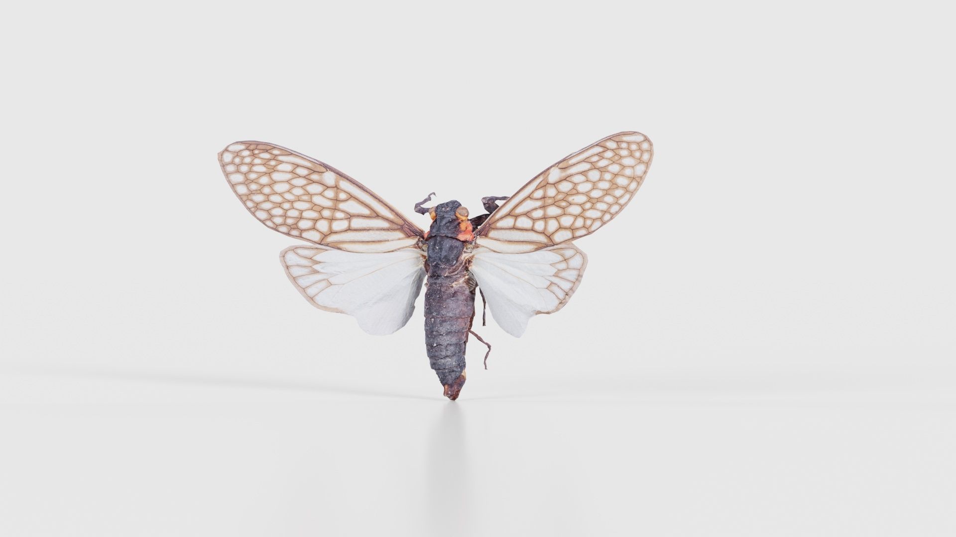 Ambragaena Palatinus China Low-poly 3D model_26