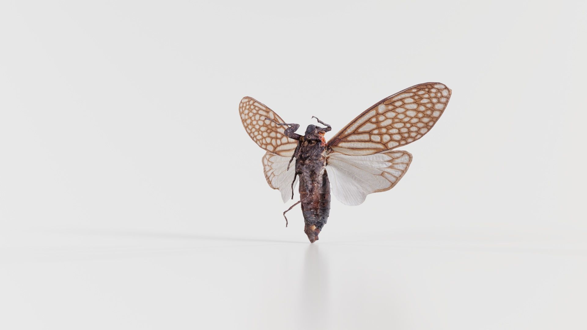 Ambragaena Palatinus China Low-poly 3D model_2