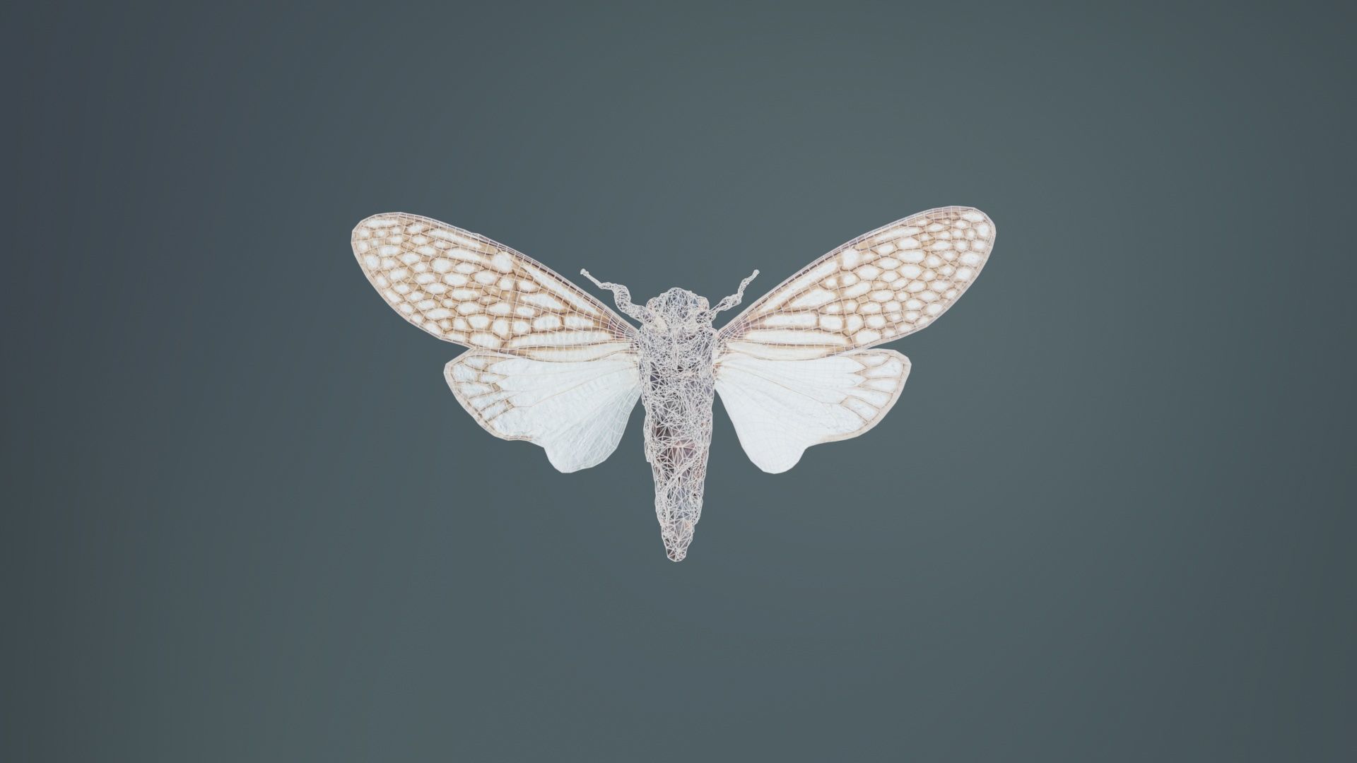 Ambragaena Palatinus China Low-poly 3D model_10