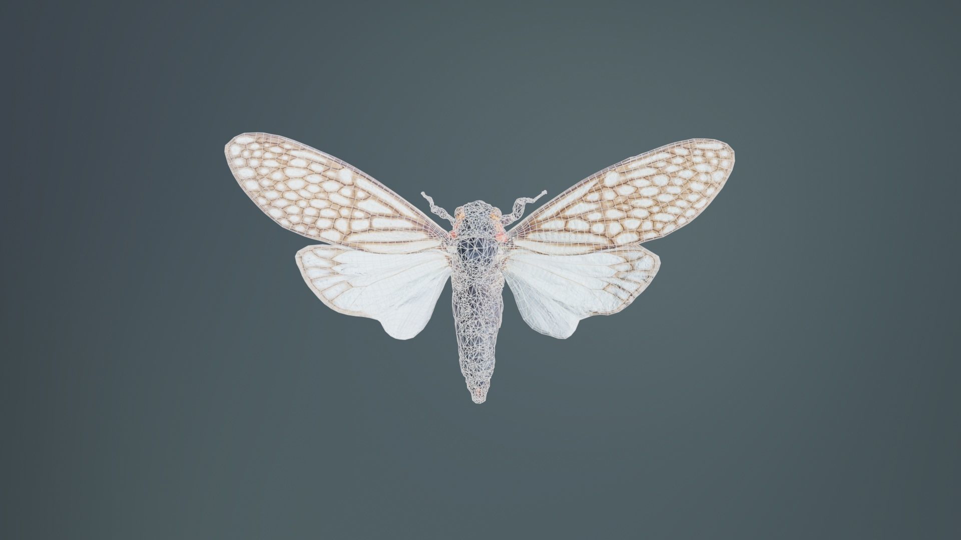 Ambragaena Palatinus China Low-poly 3D model_9