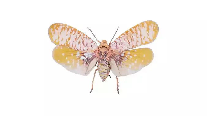 Aphaena Submaculata Cambodia Low-poly 3D model