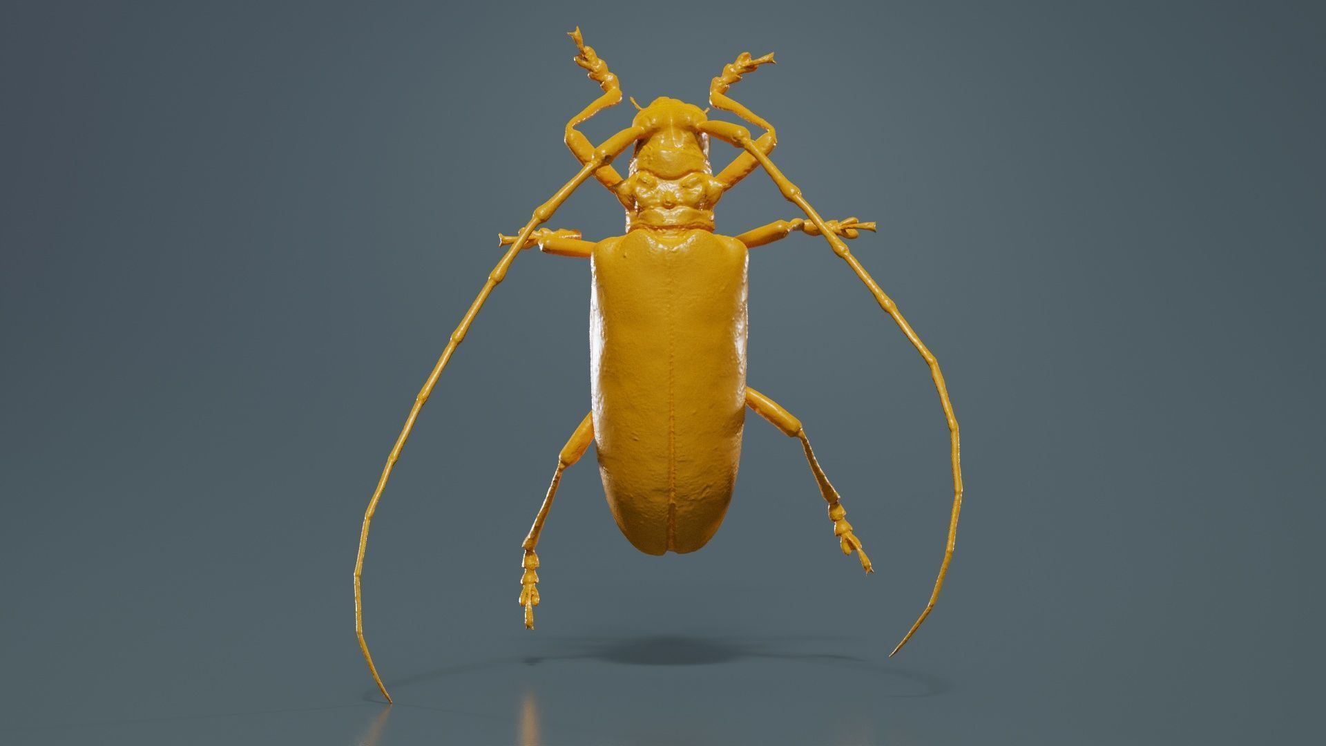 Calloplophora Sollii Low-poly 3D model_12
