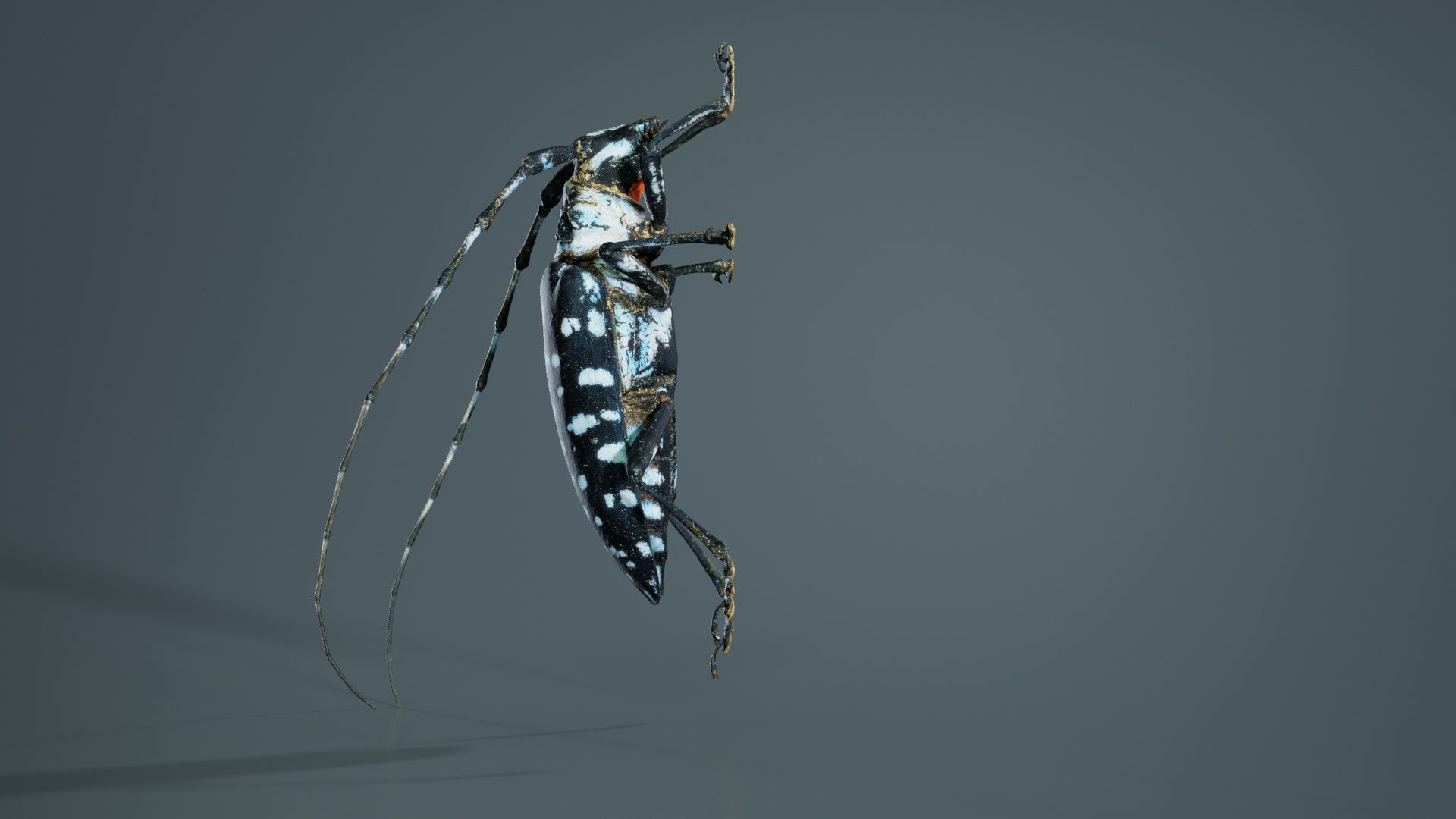 Calloplophora Sollii Low-poly 3D model_5