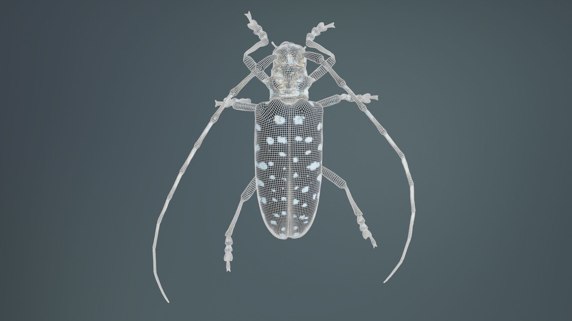 Calloplophora Sollii Low-poly 3D model_9