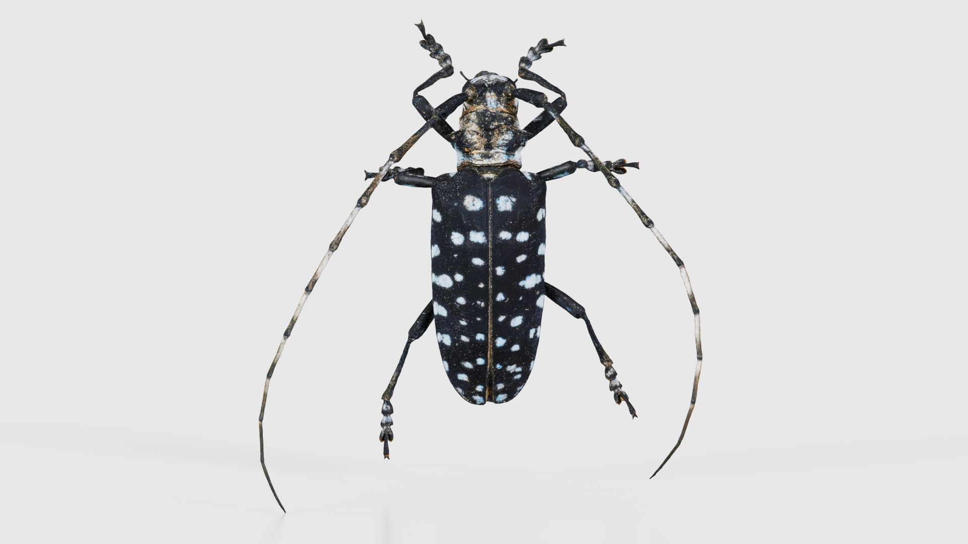 Calloplophora Sollii Low-poly 3D model_15