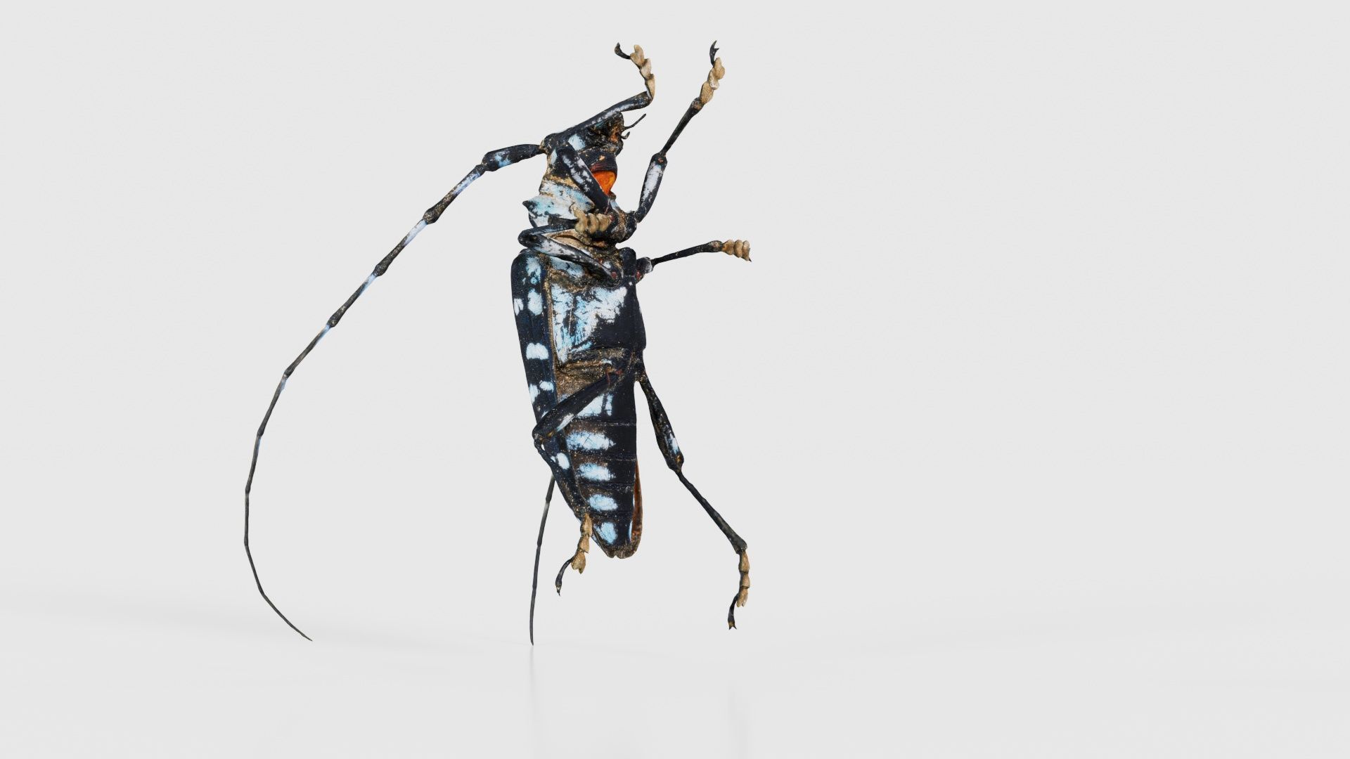 Calloplophora Sollii Low-poly 3D model_23