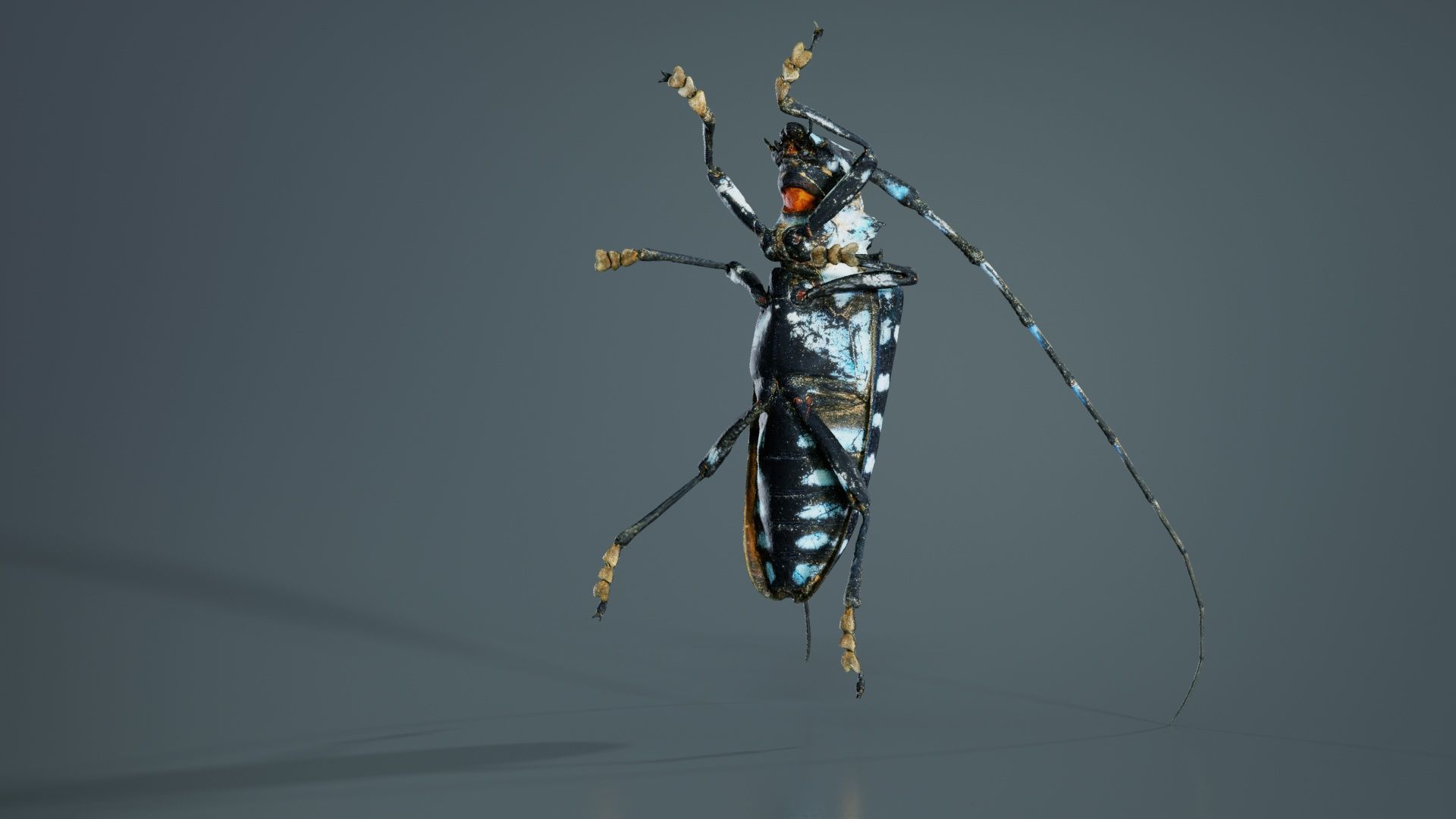 Calloplophora Sollii Low-poly 3D model_8