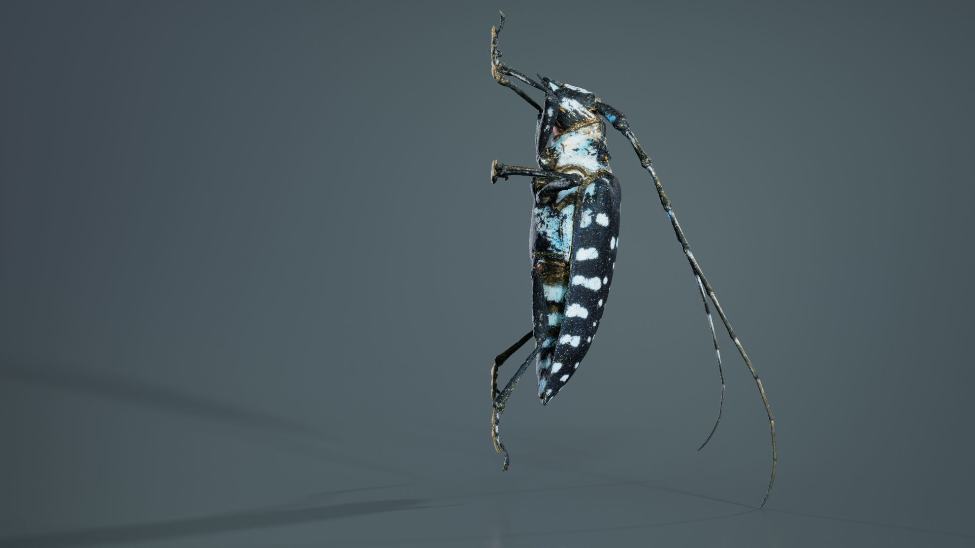 Calloplophora Sollii Low-poly 3D model_7