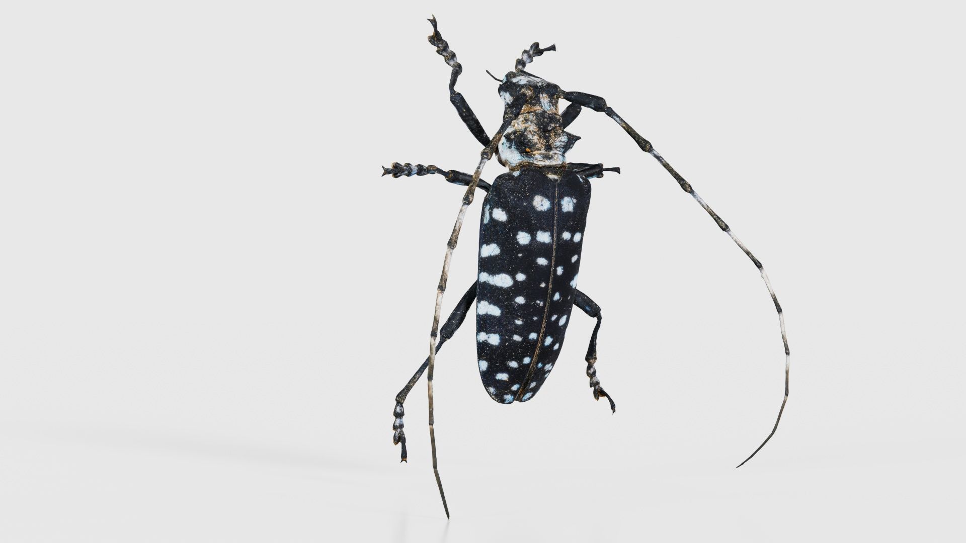 Calloplophora Sollii Low-poly 3D model_16