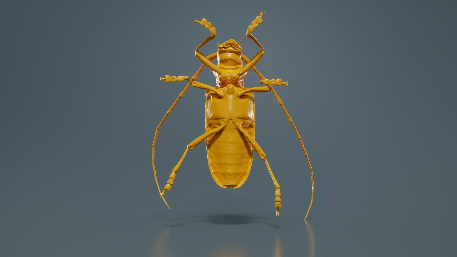 Calloplophora Sollii Low-poly 3D model_13