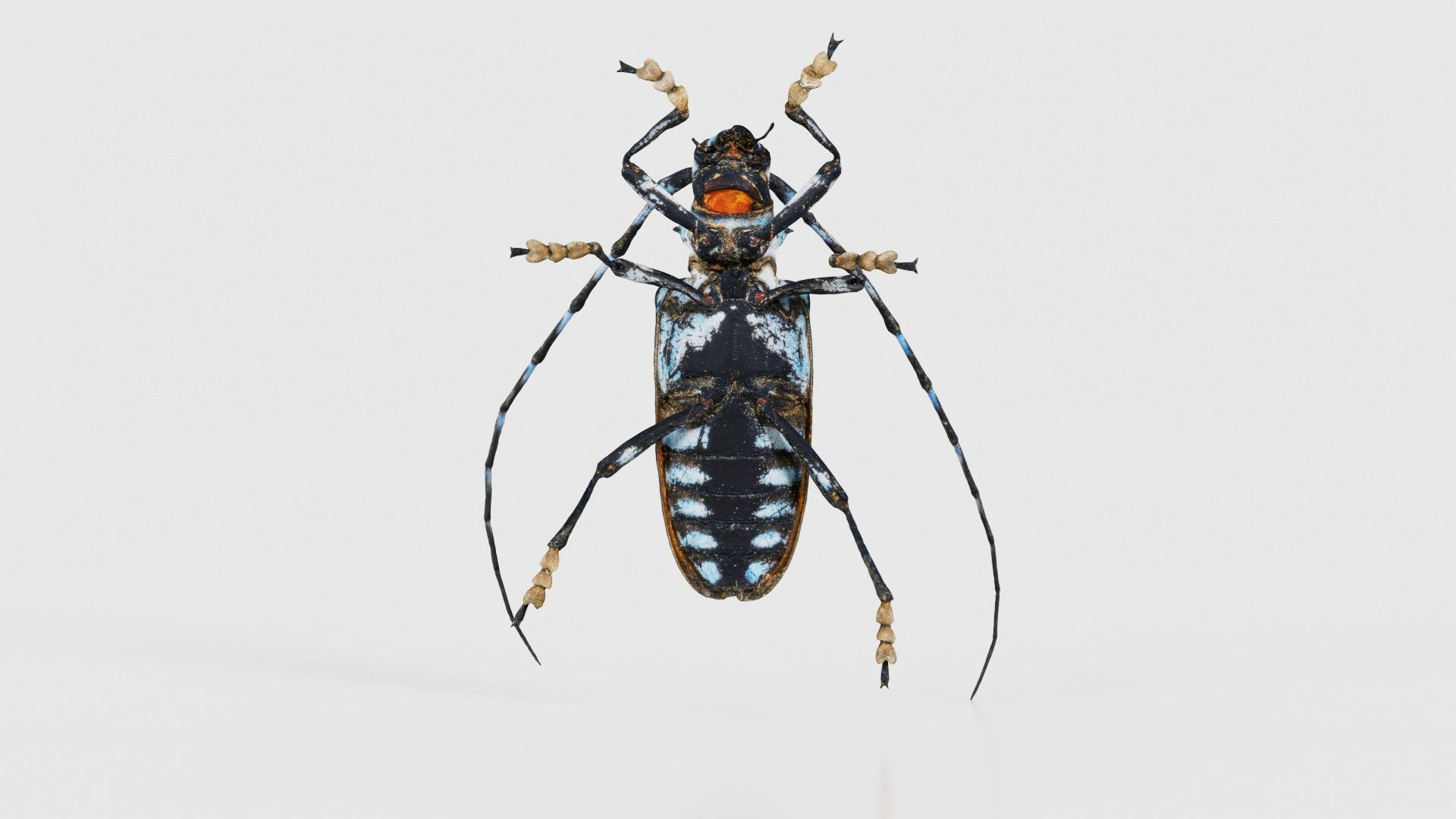 Calloplophora Sollii Low-poly 3D model_21