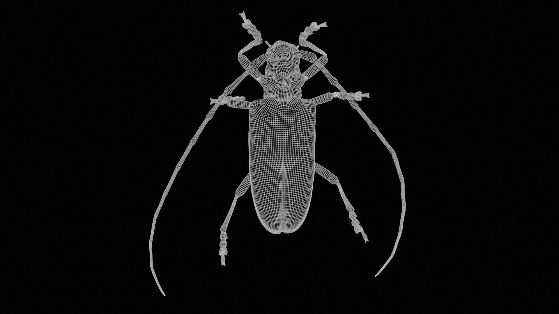 Calloplophora Sollii Low-poly 3D model_11