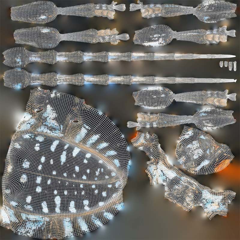 Calloplophora Sollii Low-poly 3D model_14