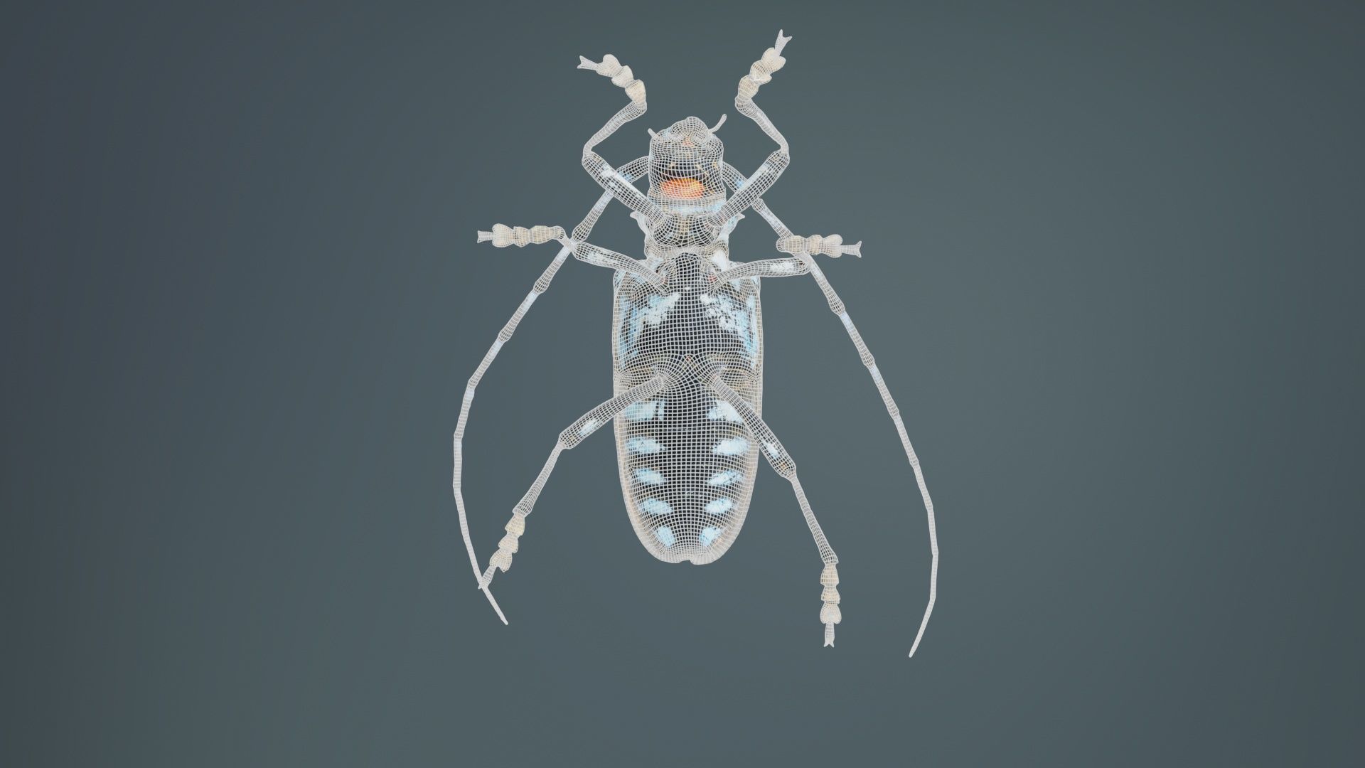 Calloplophora Sollii Low-poly 3D model_10