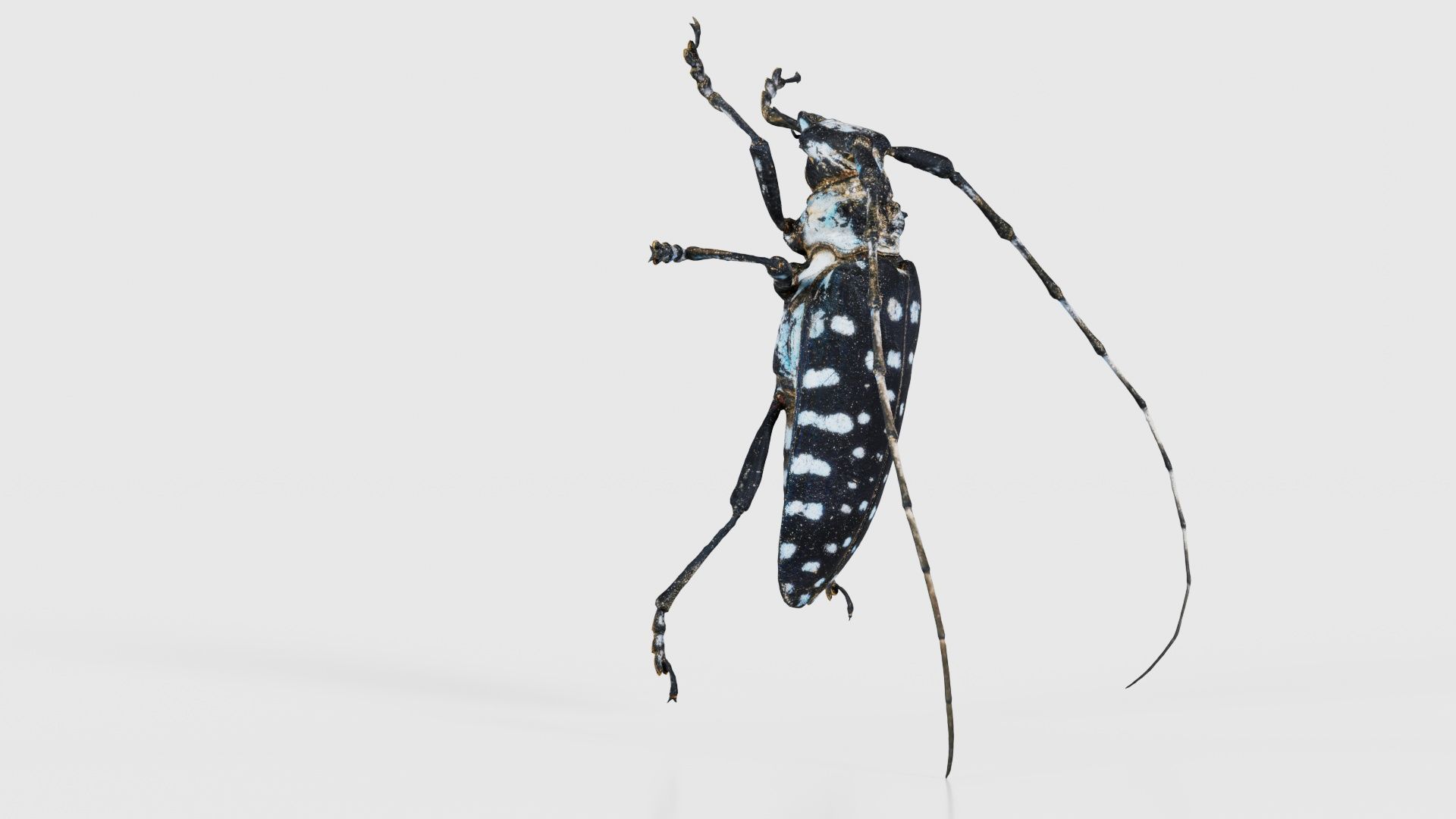 Calloplophora Sollii Low-poly 3D model_17