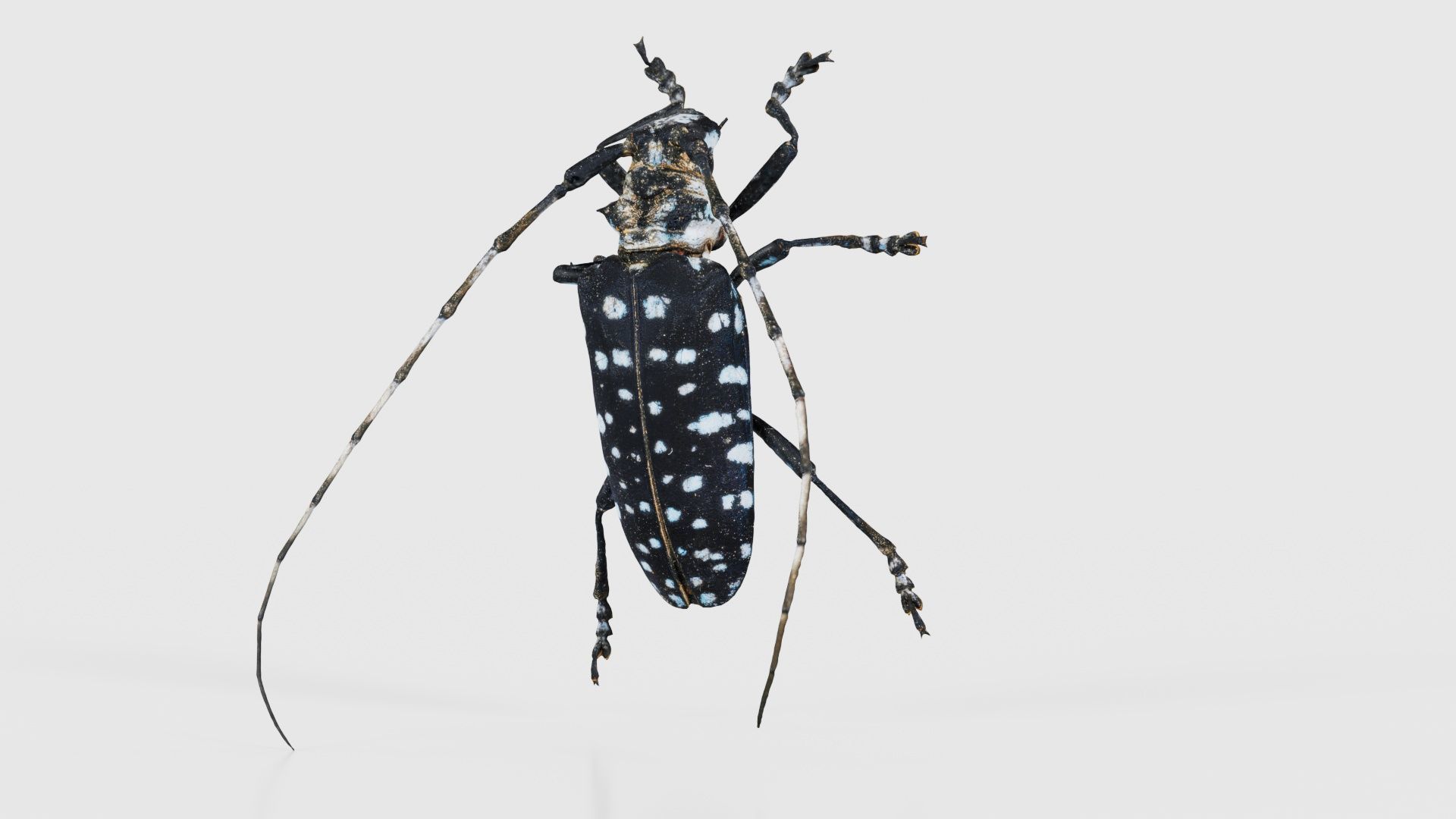 Calloplophora Sollii Low-poly 3D model_26