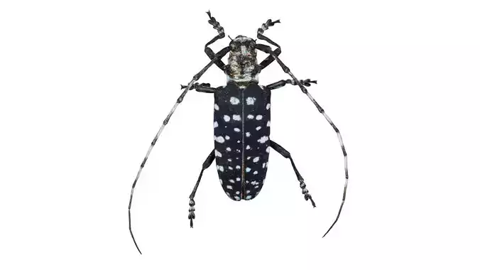 Calloplophora Sollii Low-poly 3D model