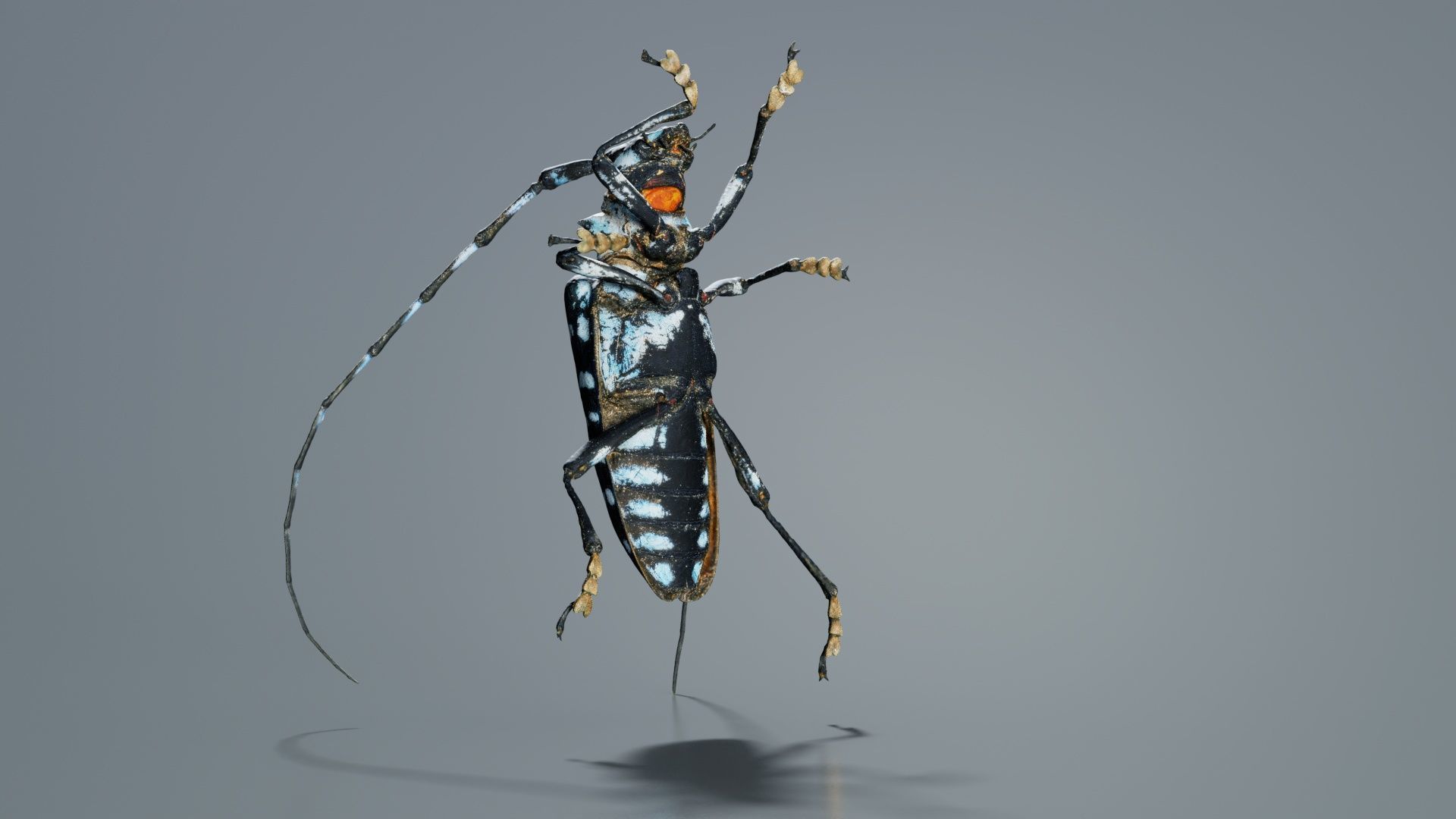 Calloplophora Sollii Low-poly 3D model_2