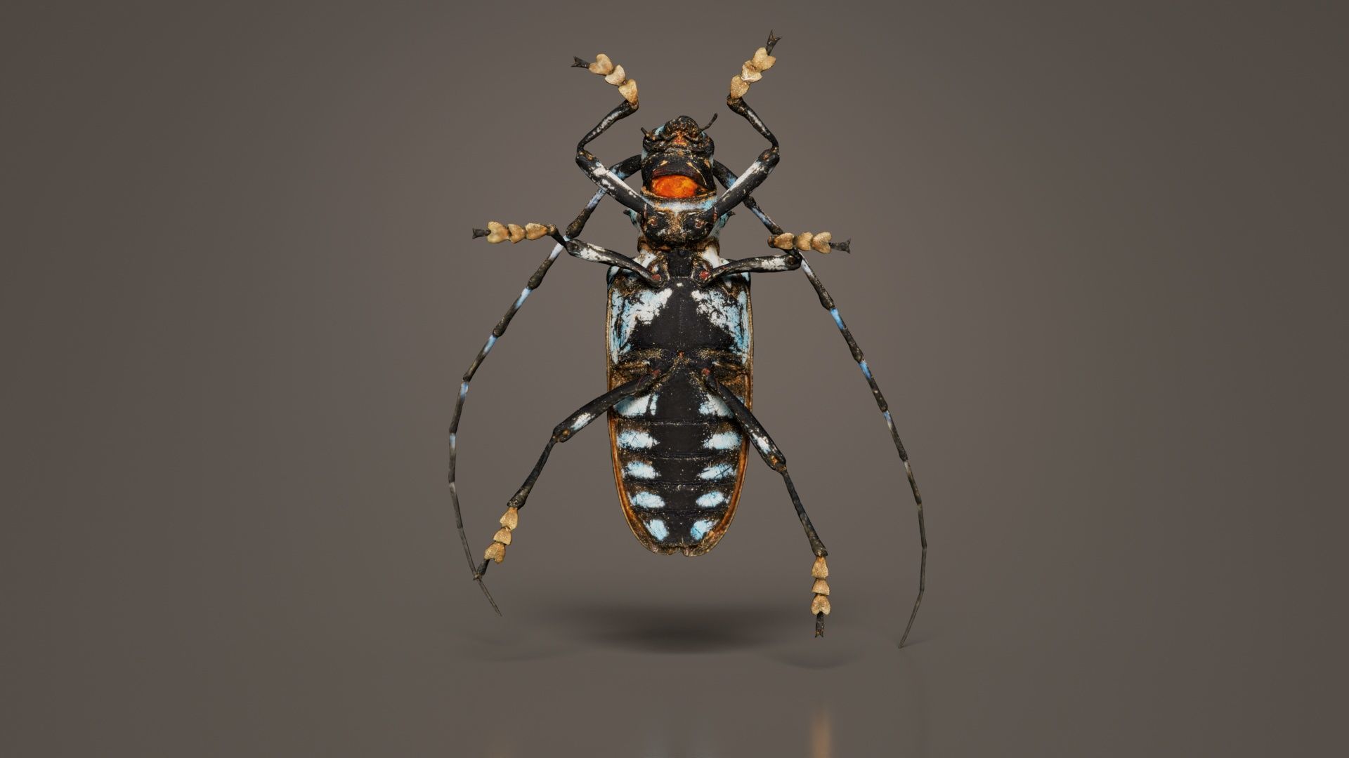 Calloplophora Sollii Low-poly 3D model_3