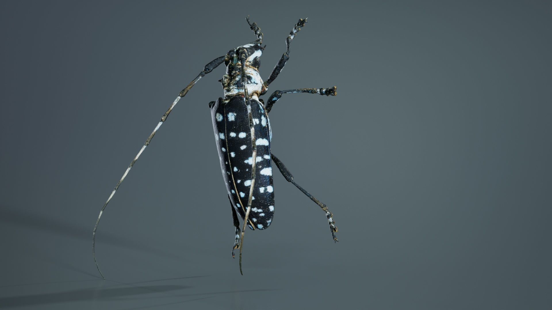 Calloplophora Sollii Low-poly 3D model_4