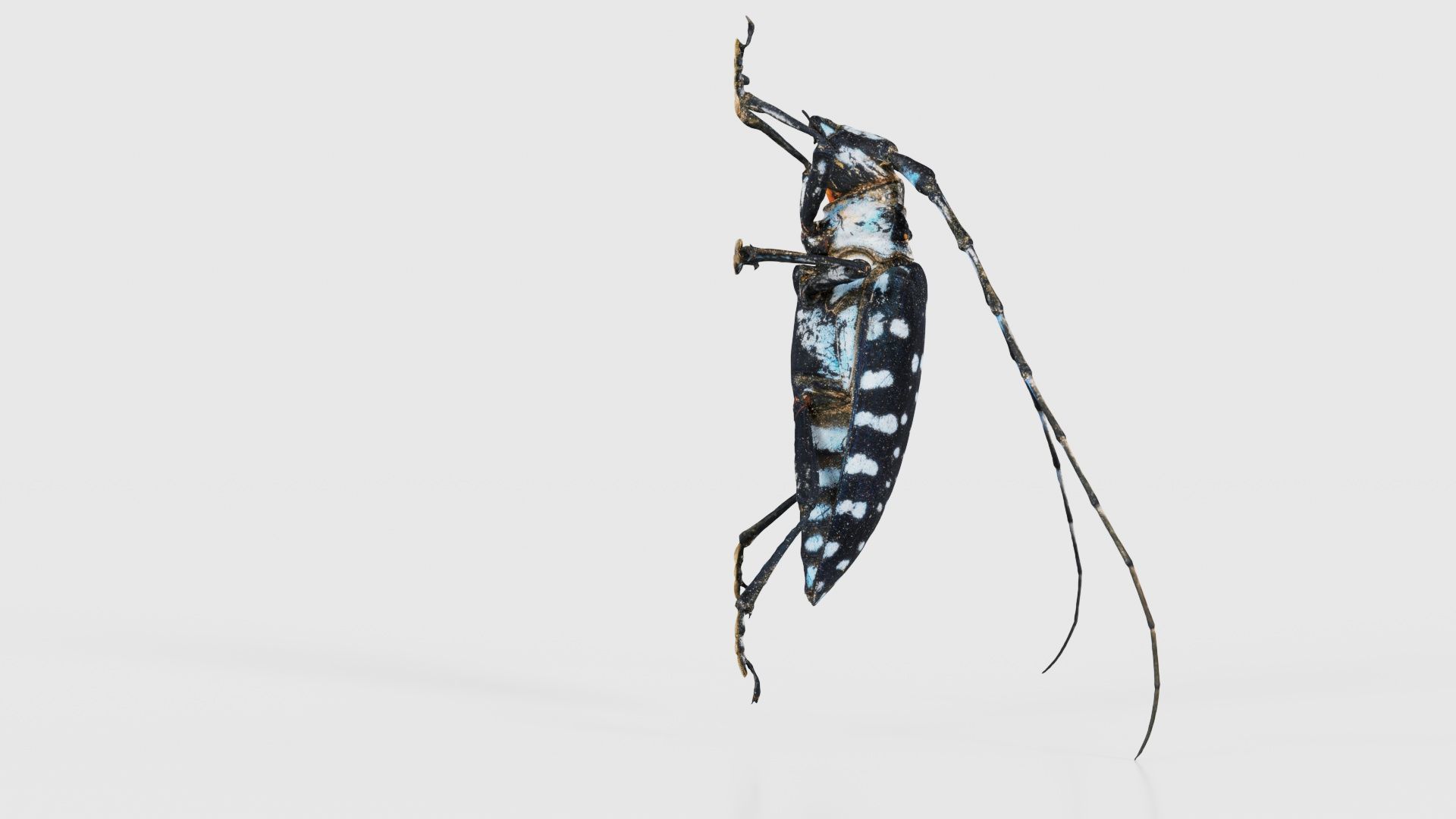 Calloplophora Sollii Low-poly 3D model_18