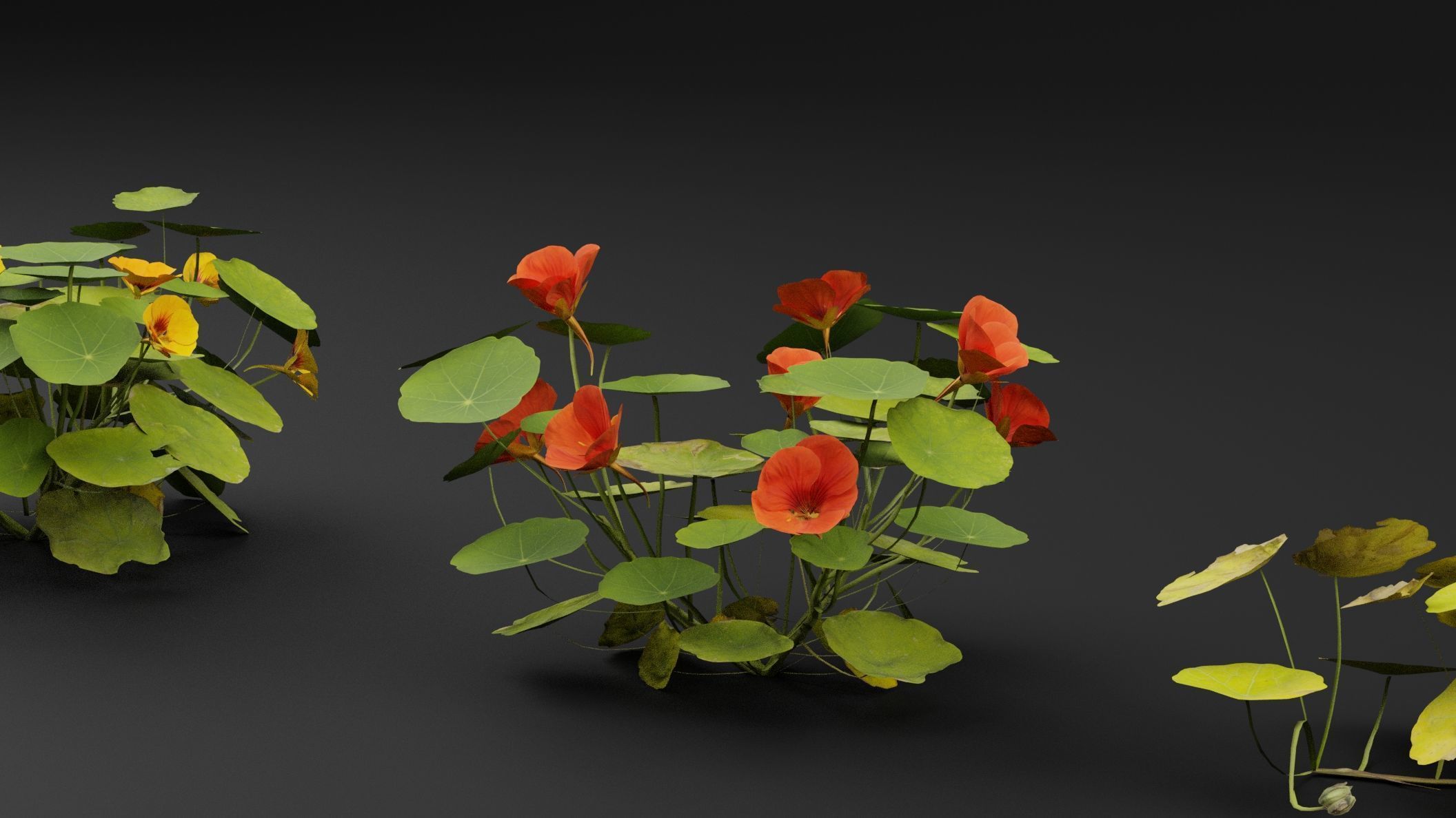 Garden Nasturtium 3D model_2