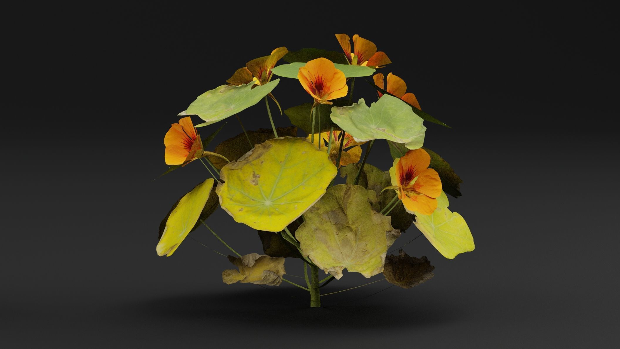 Garden Nasturtium 3D model_3