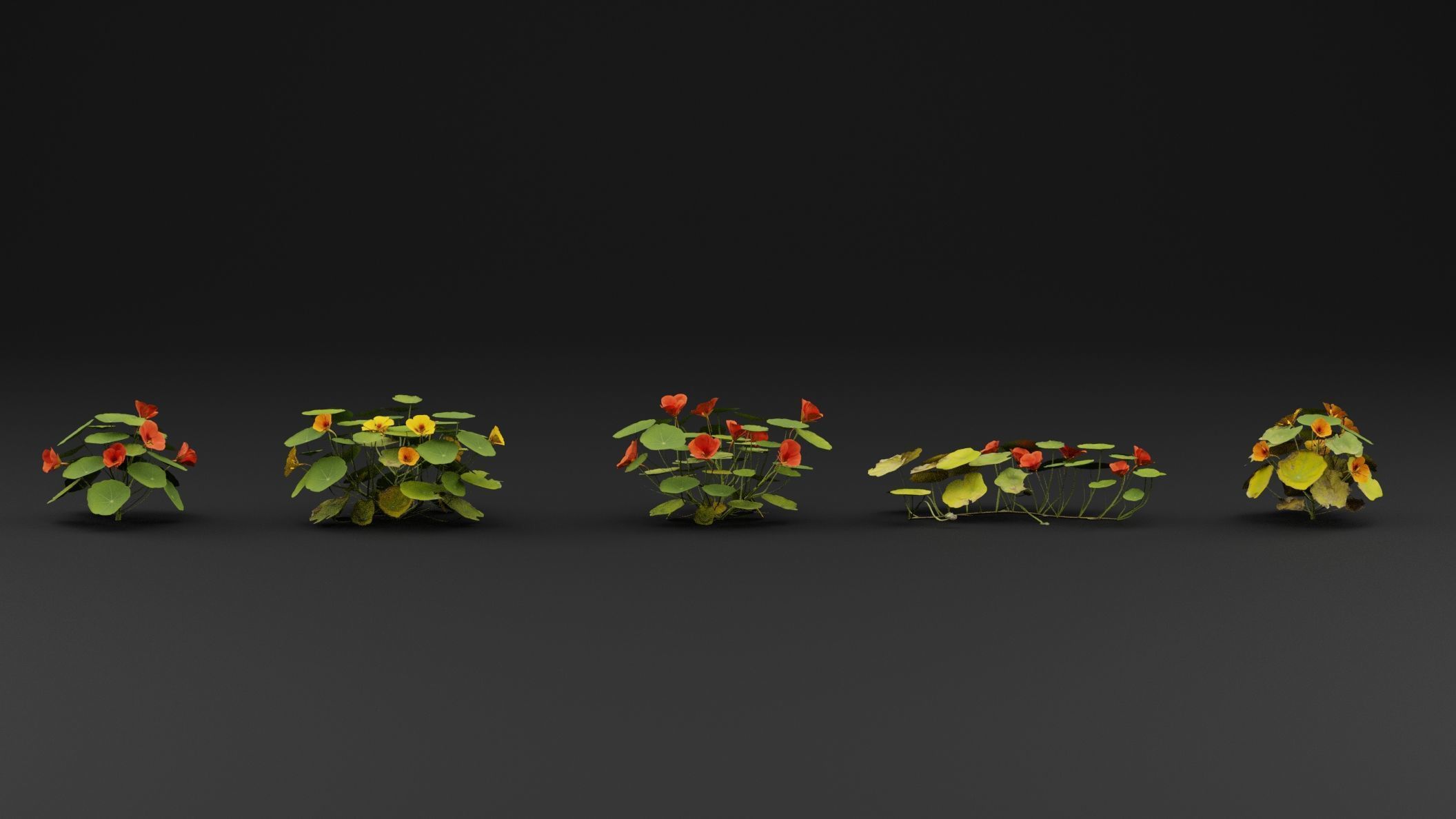 Garden Nasturtium 3D model_1