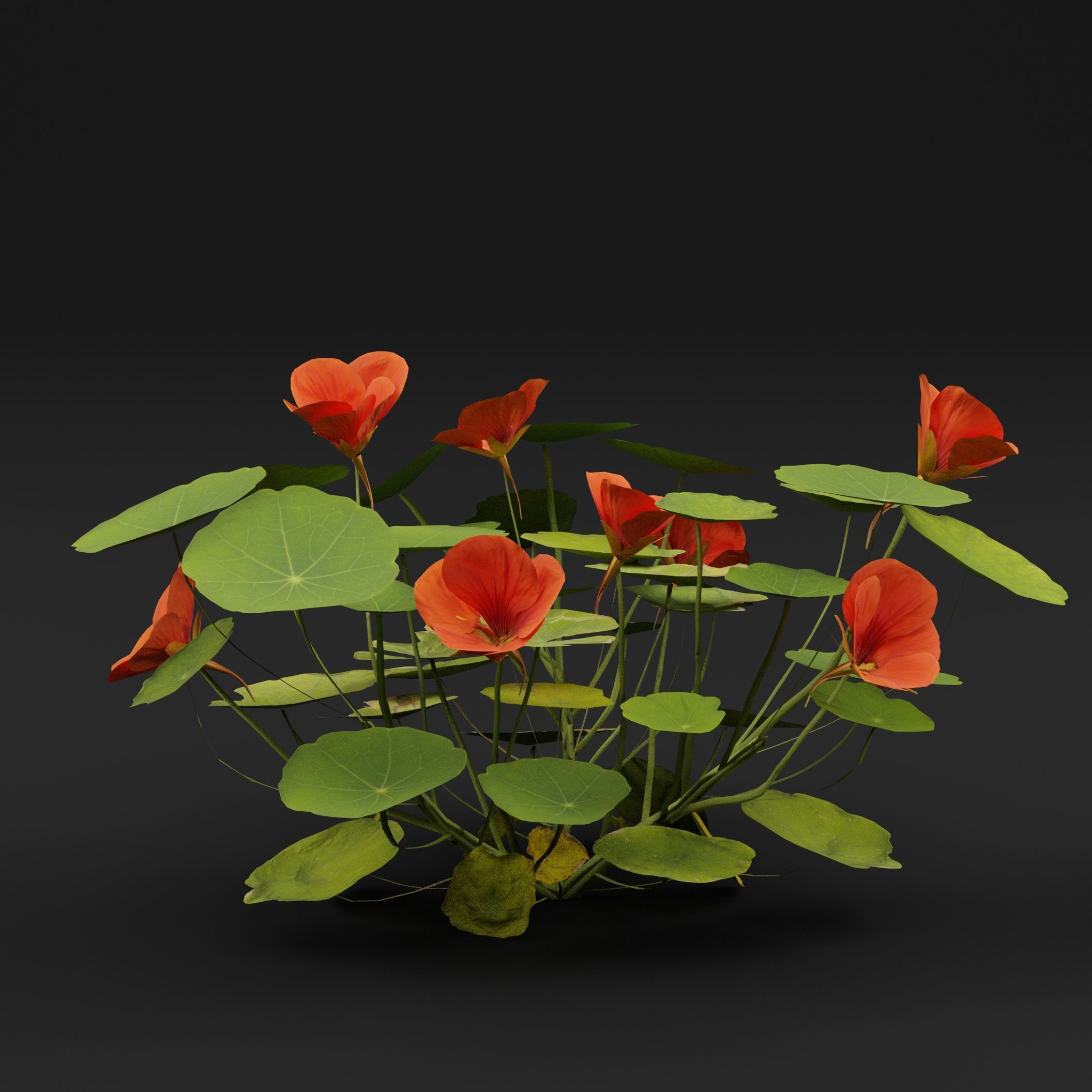 Garden Nasturtium 3D model_5