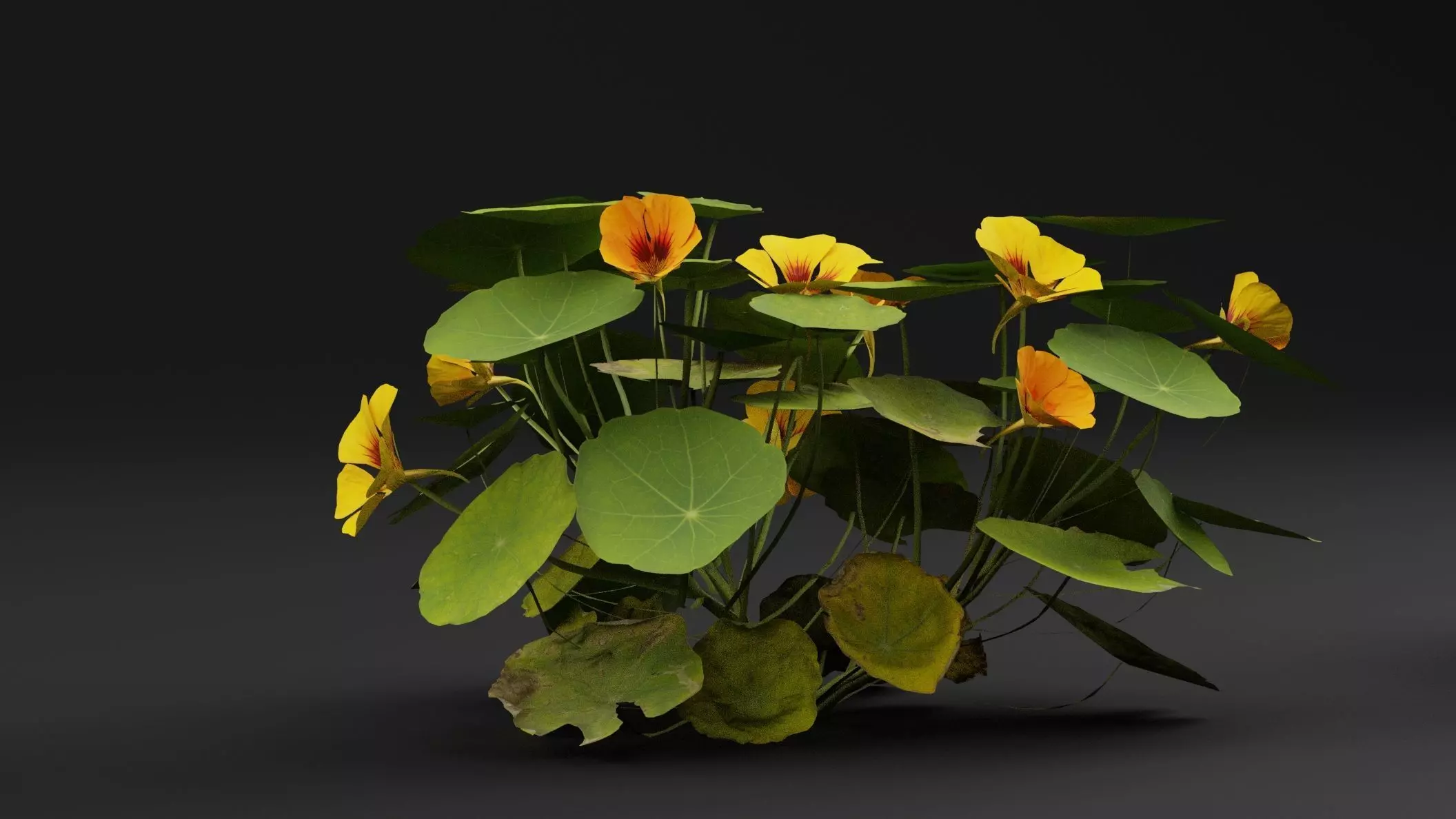 Garden Nasturtium 3D model_0