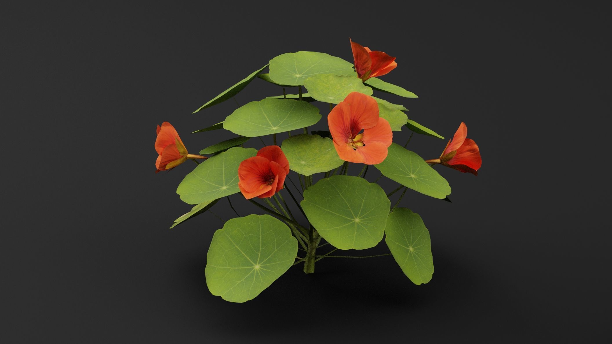 Garden Nasturtium 3D model_4