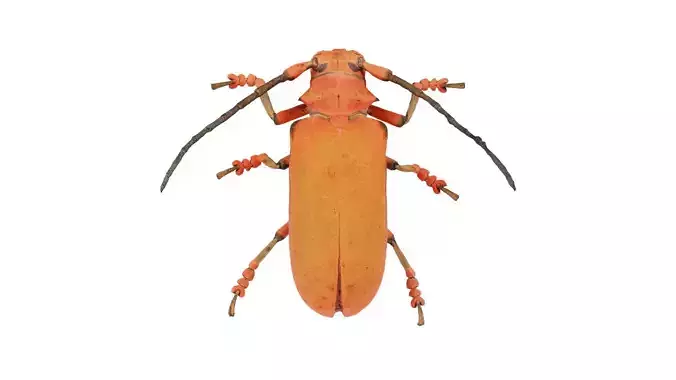Cerambycidae Joessi Sanguinolenta Low-poly 3D model