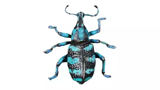 Eupholus Quinitaenia Low-poly 3D model