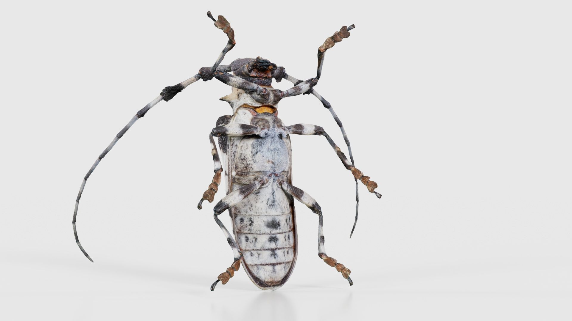 Longhorn Beetle Cerambycidae Low-poly 3D model_22