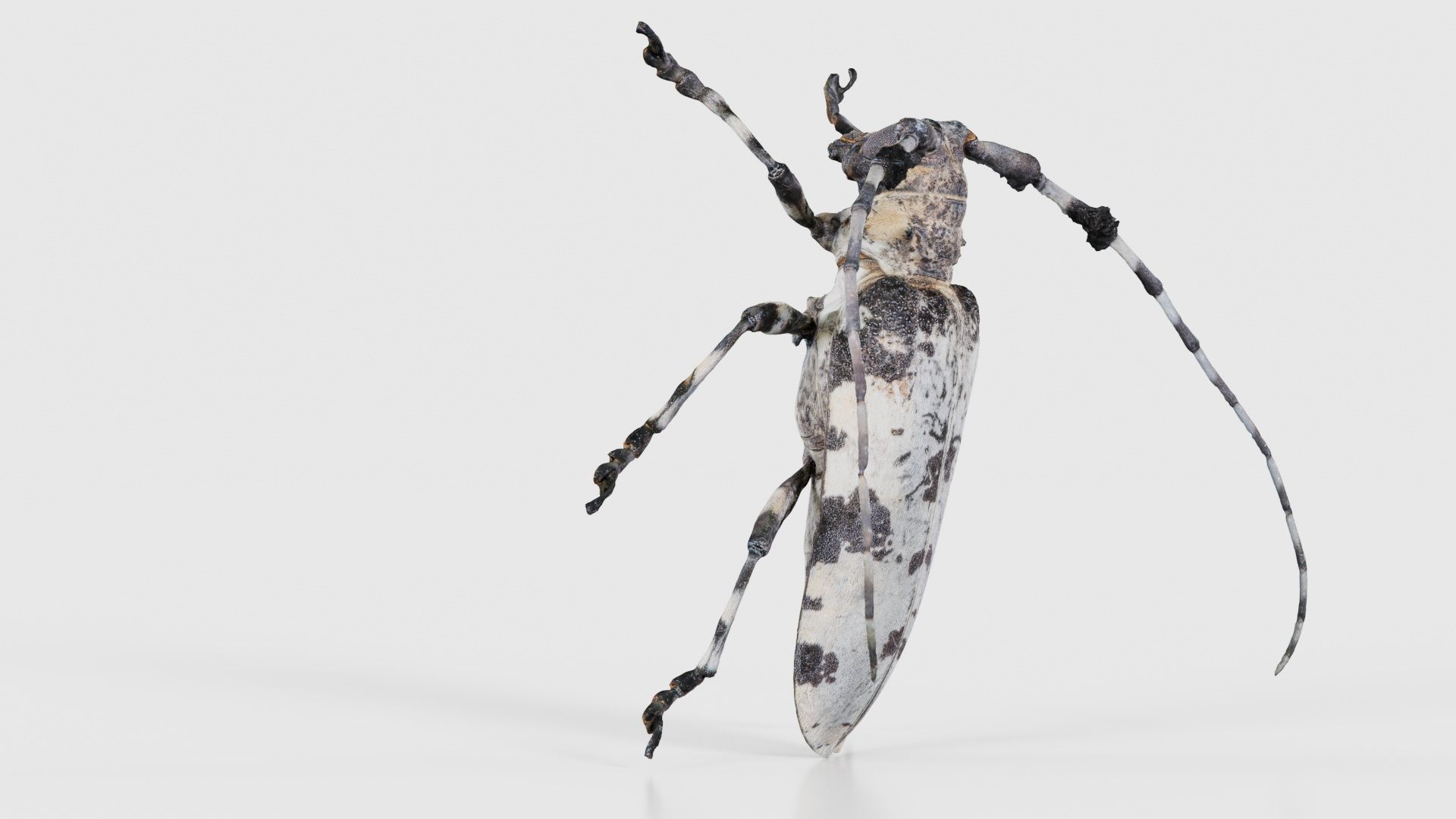 Longhorn Beetle Cerambycidae Low-poly 3D model_17