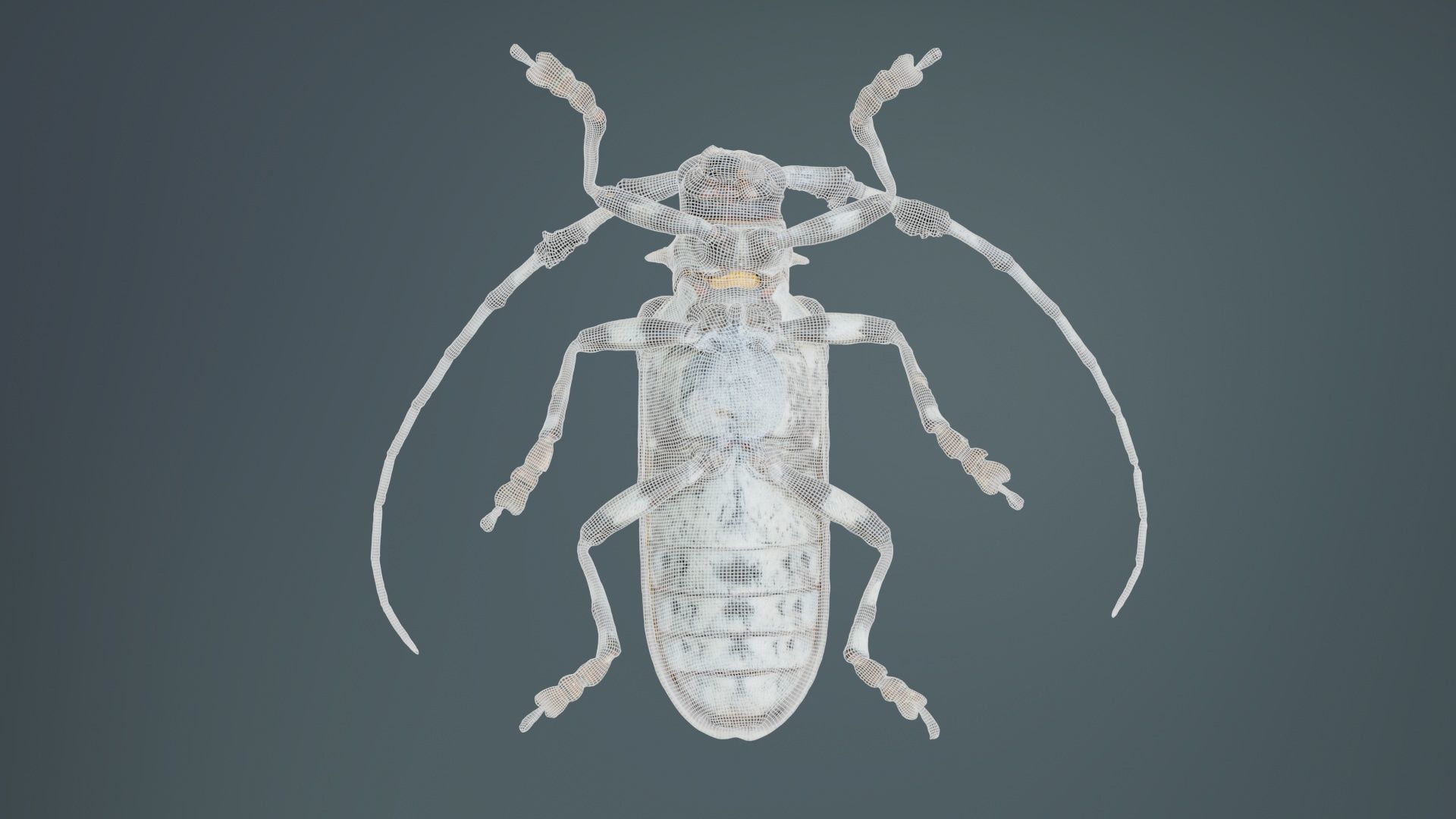 Longhorn Beetle Cerambycidae Low-poly 3D model_10