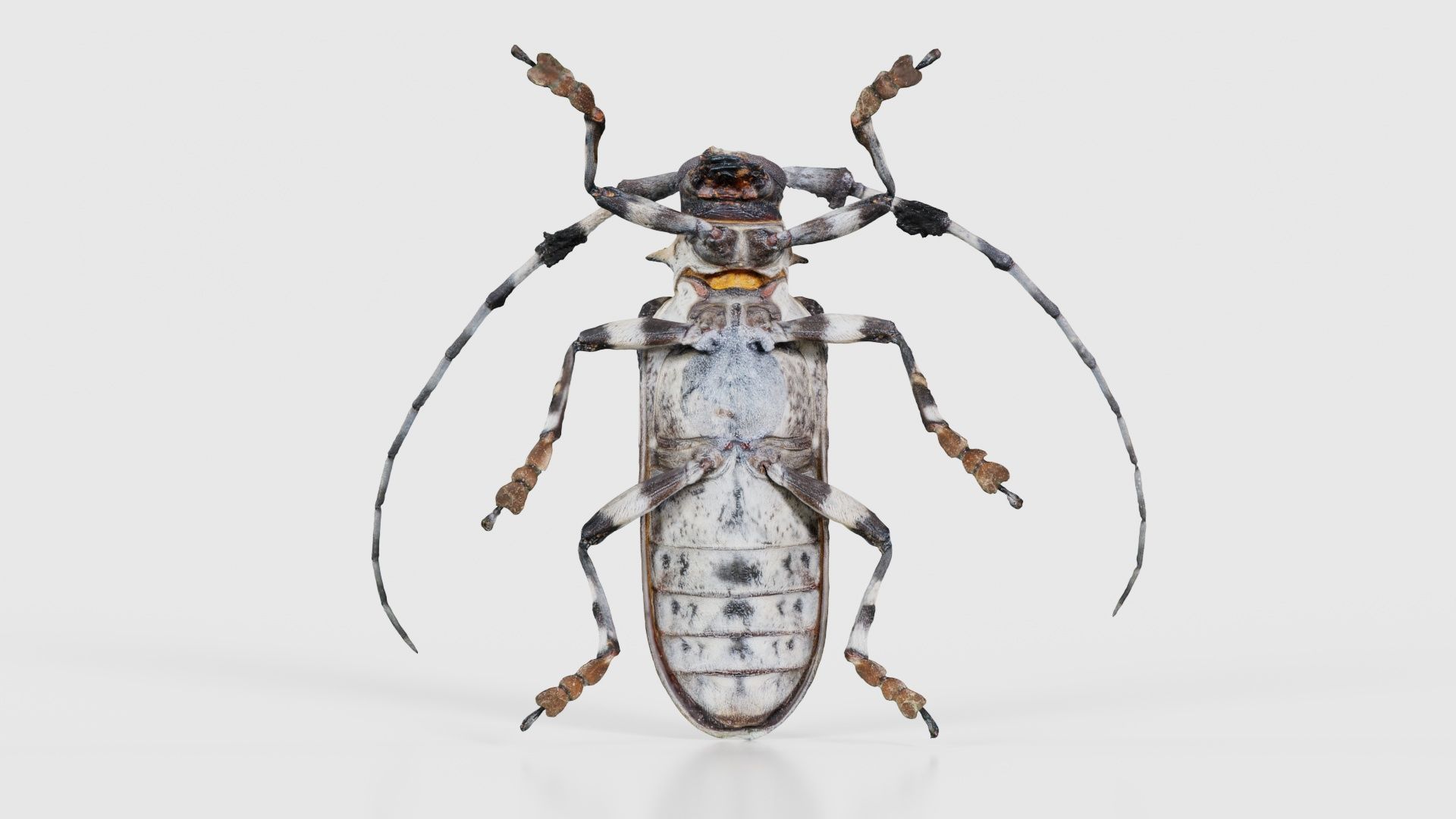 Longhorn Beetle Cerambycidae Low-poly 3D model_21