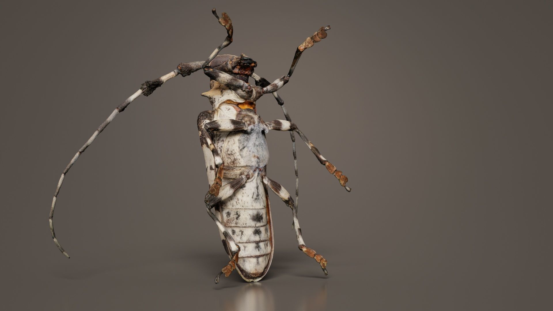 Longhorn Beetle Cerambycidae Low-poly 3D model_1